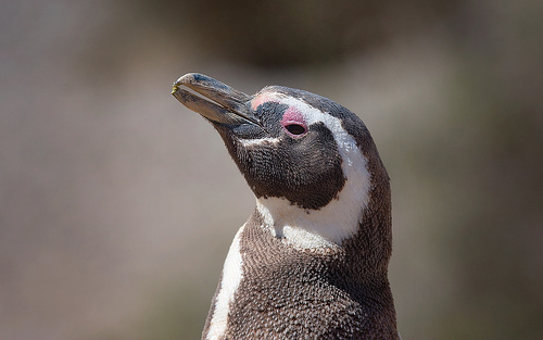 5 cosas que debes hacer en Patagonia
