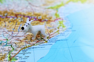 Consejos para viajar con mascotas