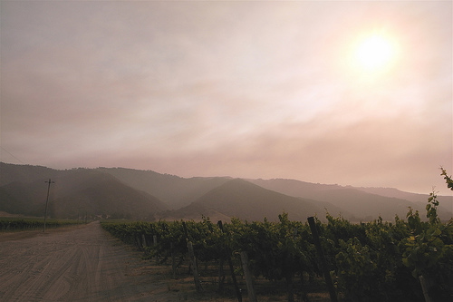 Ruta de los vinos en California