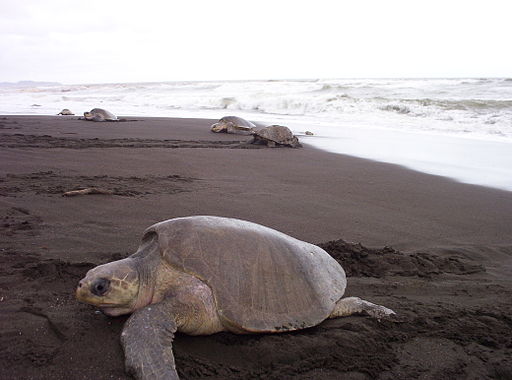 Las tortugas llegan todos los años a desovar allí,