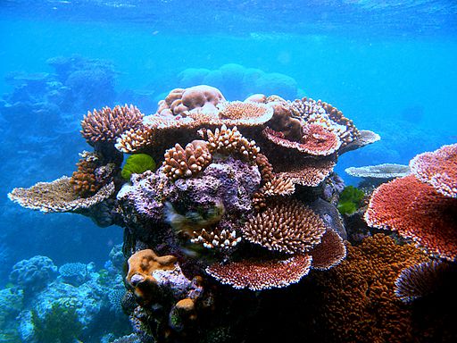 Una imagen en la Gran Barrera de Coral.