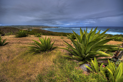Barbados_2