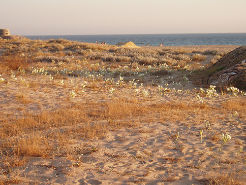 lirios-de-playa-zahara-de-los-atunes-cadiz
