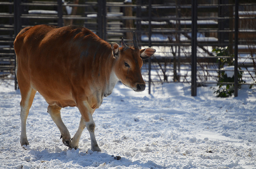 zoológicos más famosos del mundo_berlín