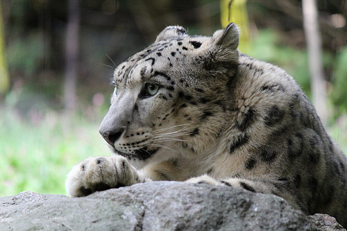 zoológicos más famosos del mundo_bronx