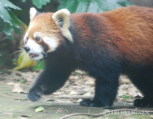 zoológicos más famosos del mundo_chapultepec