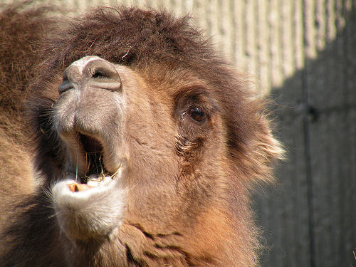 zoológicos más famosos del mundo_londres