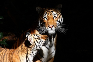 Los zoológicos más famosos del mundo