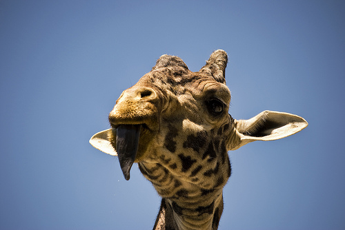 zoológicos más famosos del mundo_toronto