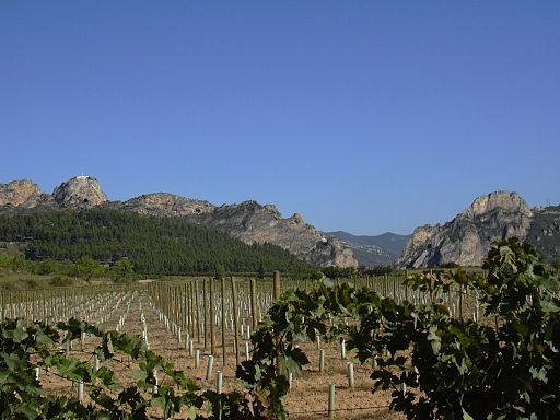 Viñedos en La Rioja, España.