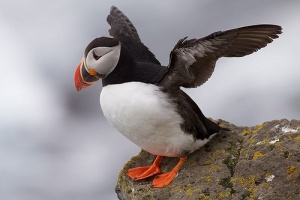 Los mayores espectáculos de la fauna de todo el mundo