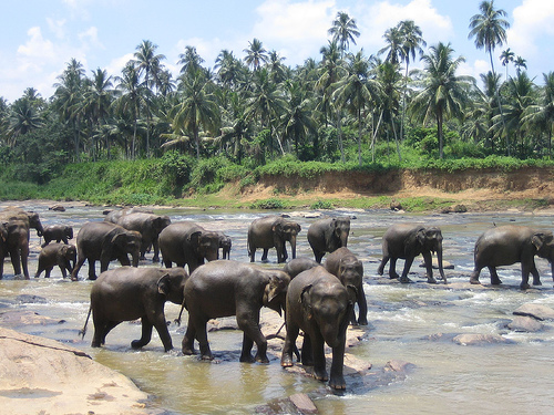 Los mayores espectáculos de la fauna de todo el mundo_reunión de elefantes