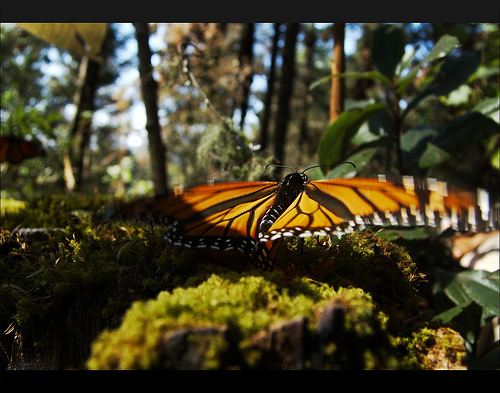 Los mayores espectáculos de la fauna de todo el mundo_santuario de la mariposa monarca méxico