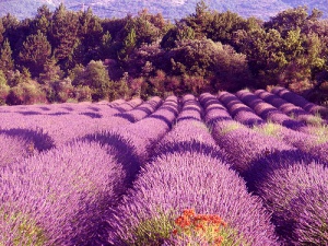 La Provenza Francesa y sus campos de lavanda