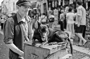 ¿A dónde viajar con perros?