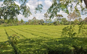 La Ruta de la Yerba Mate