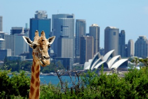 Las curiosidades de Australia