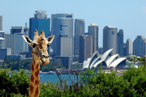 Las curiosidades de Australia