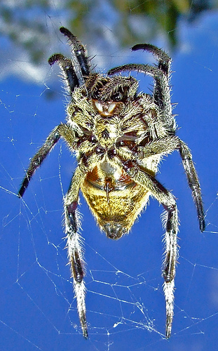 En Australia está una de las arañas más peligrosas del mundo.