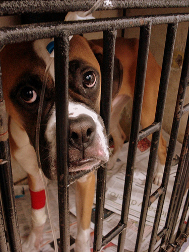 Los perros aprenden a adaptarse al embalaje.