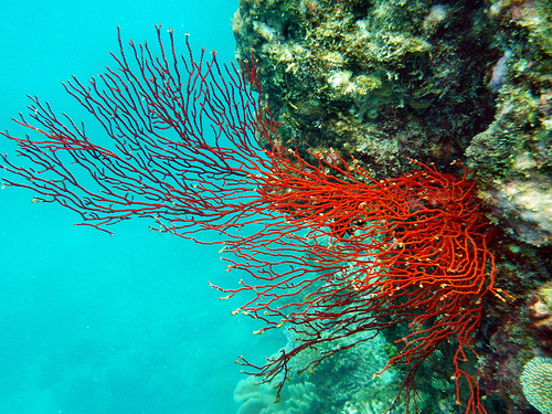 gran-barrera-de-coral