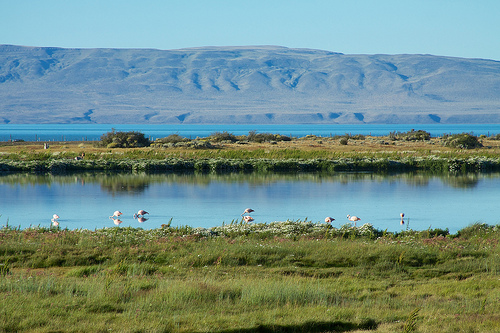 laguna-nimez-el-calafate