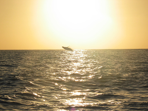 avistamientos-ballenas-mayotte