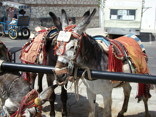 burro-taxi-mijas