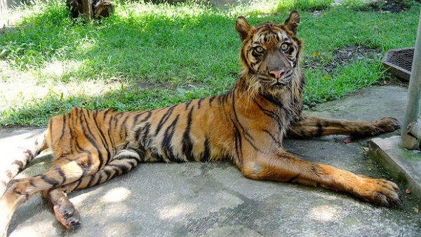 El Zoo de Surabaya, el terror de los animales