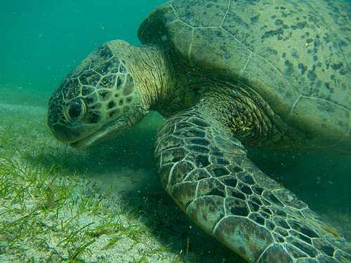 tortuga-verde-mayotte