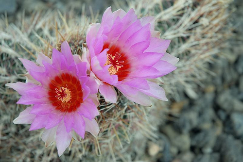 planta-endemica-desierto-de-tabernas