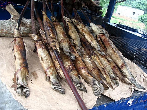 pejelagartos-chiapas