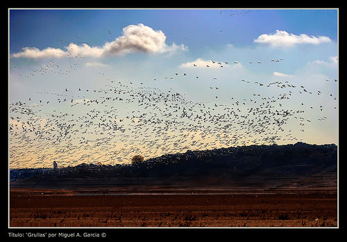 grullas