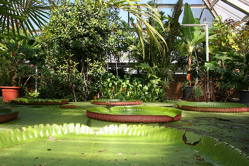 jardin botanico de leiden