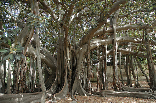 botanico ciudad de palermo
