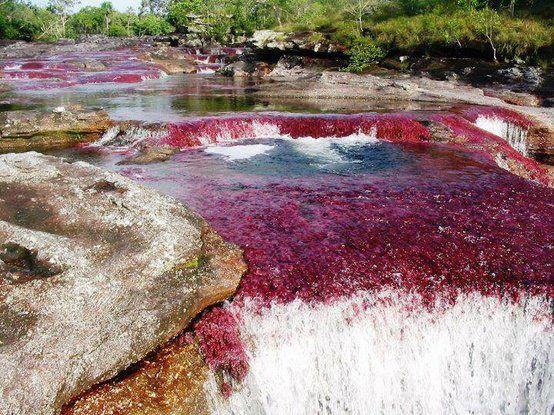 Caño_Cristales,_Colombia