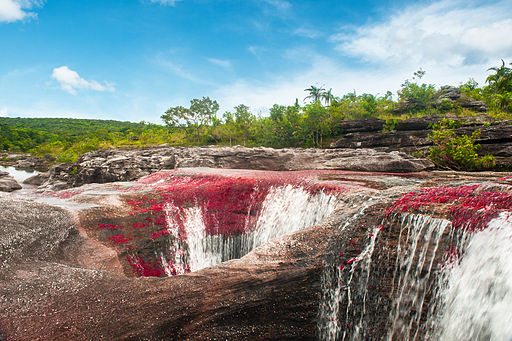 caño cristales en colombia sector los ocho