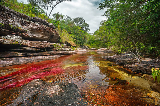 caño cristales en colombia