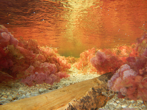 fondo caño cristales en colombia