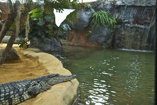 cocodrilos en faunia