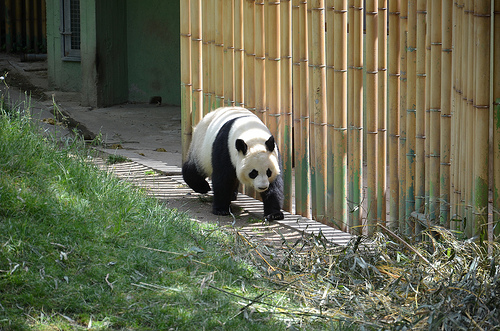 panda zoologico madrid