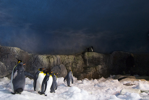 pinguinos en faunia