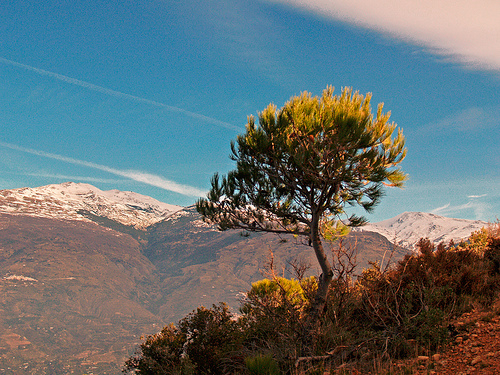 sierra nevada