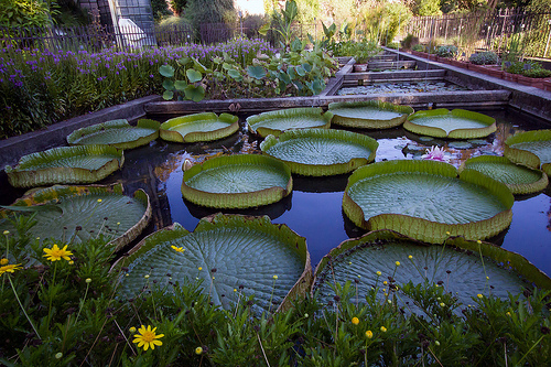 jardin botanico de padua 3