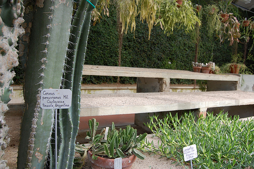 jardin botanico de padua 4