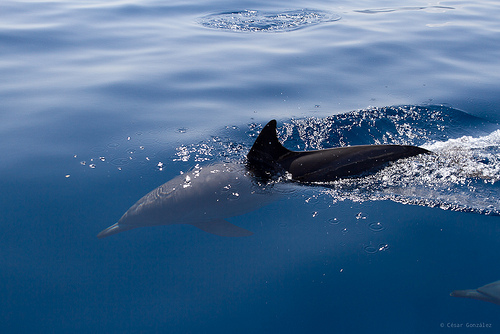Delfines en Mochima