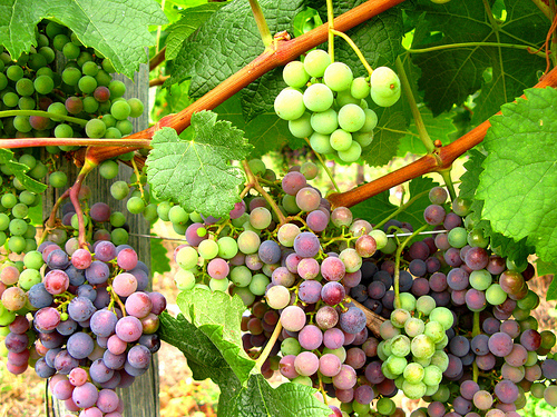 saint-émilion en francia 5