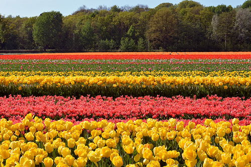 Keukenhof 3