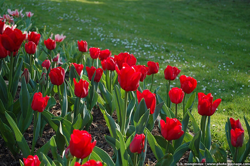 parque floral de paris 5