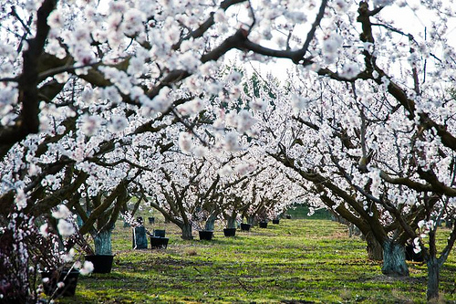 Autor: Jacqueline Poggi